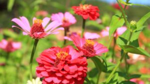 Perché piantare le zinnie: come aiutare il proprio giardino