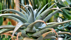 Come far fiorire al meglio l’Agave: alcuni consigli e trucchetti che non conoscevate