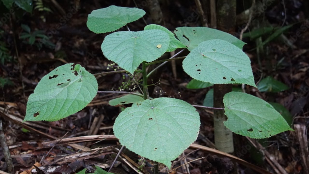 Dendrocnide moroides