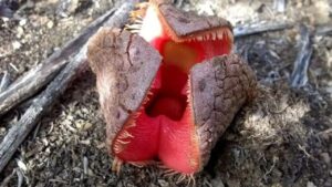 Hydnora africana: tutti i segreti di una pianta semisconosciuta