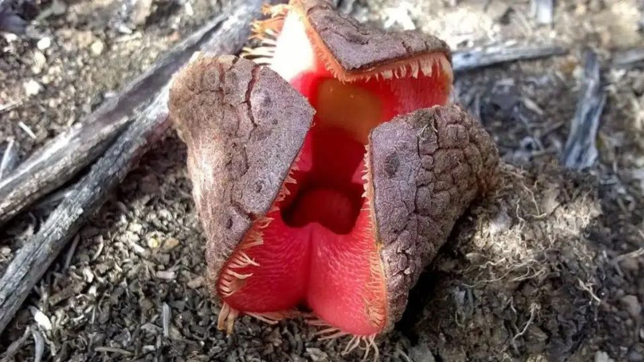 Hydnora africana