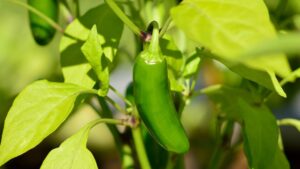 Jalapeño: come coltivare facilmente questi peperoncini