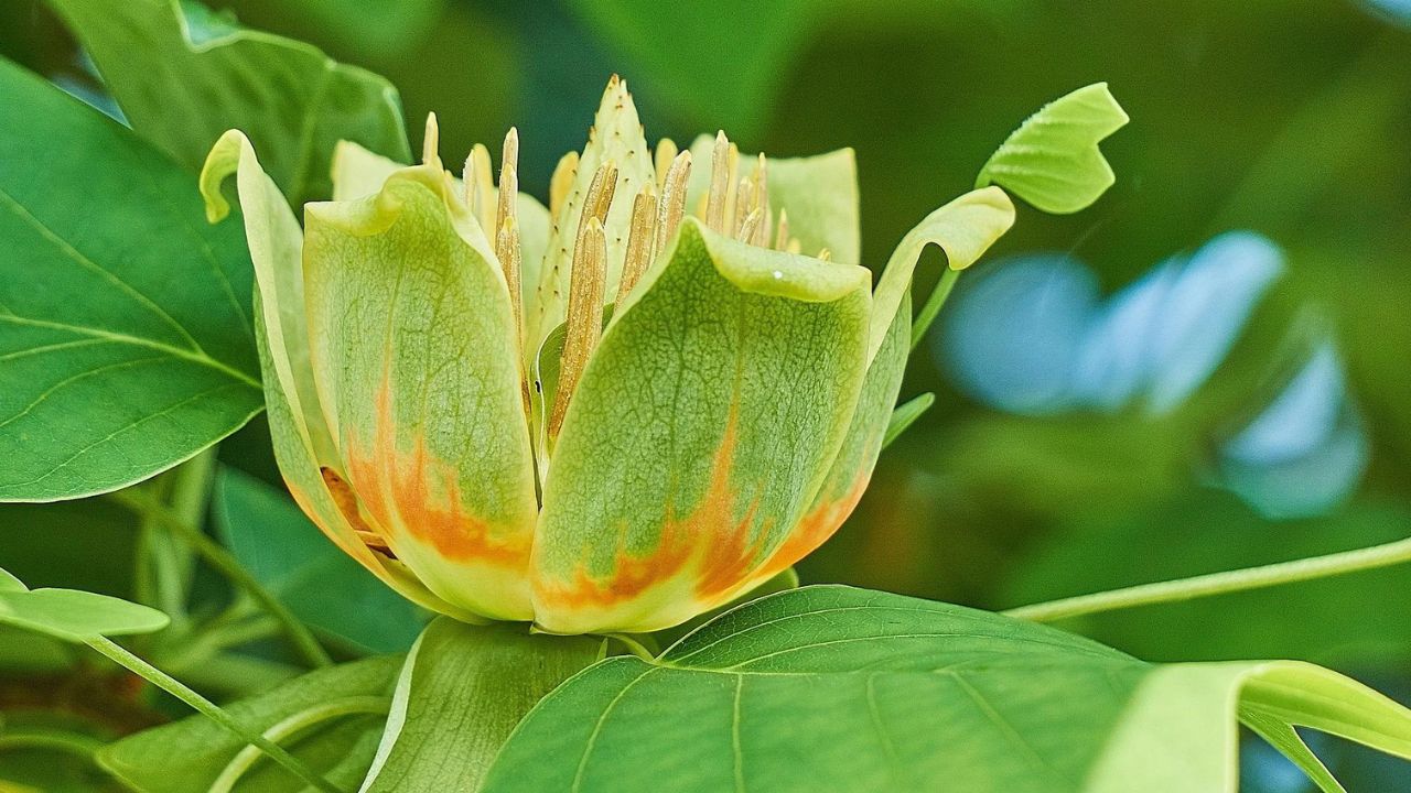 Liriodendron tulipifera