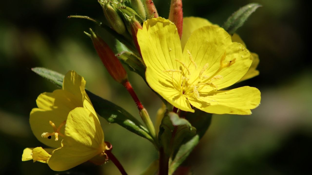 Oenothera biennis