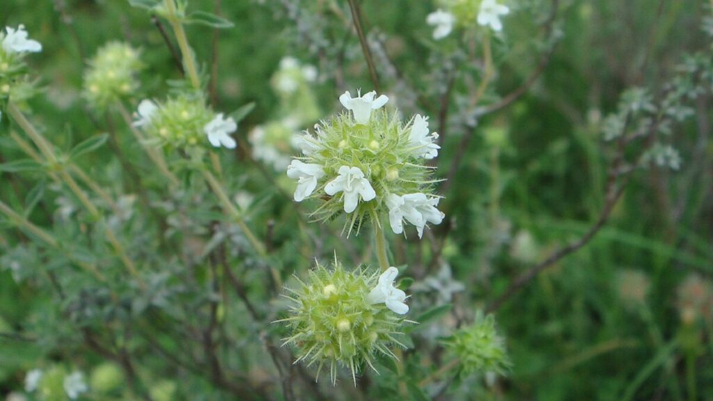 Thymus mastichina fiore