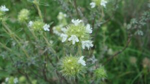 Thymus mastichina: tutto quello che volevi sapere su questa spezia