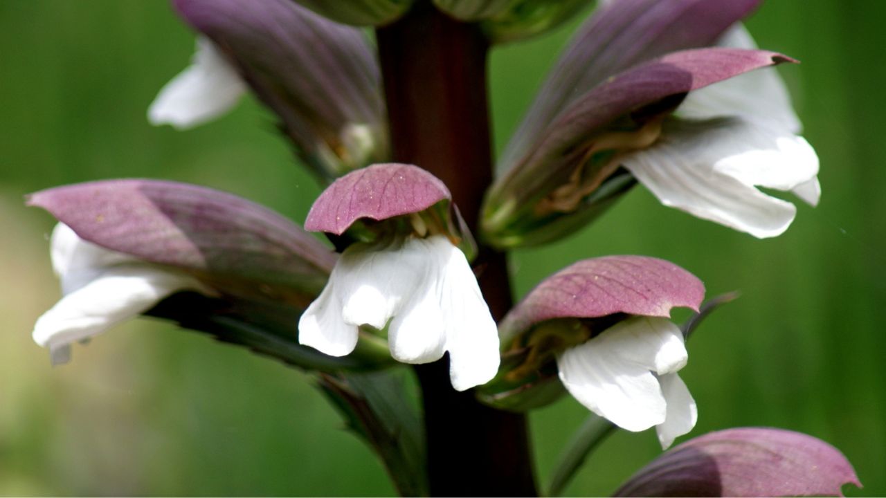 Acanthus mollis