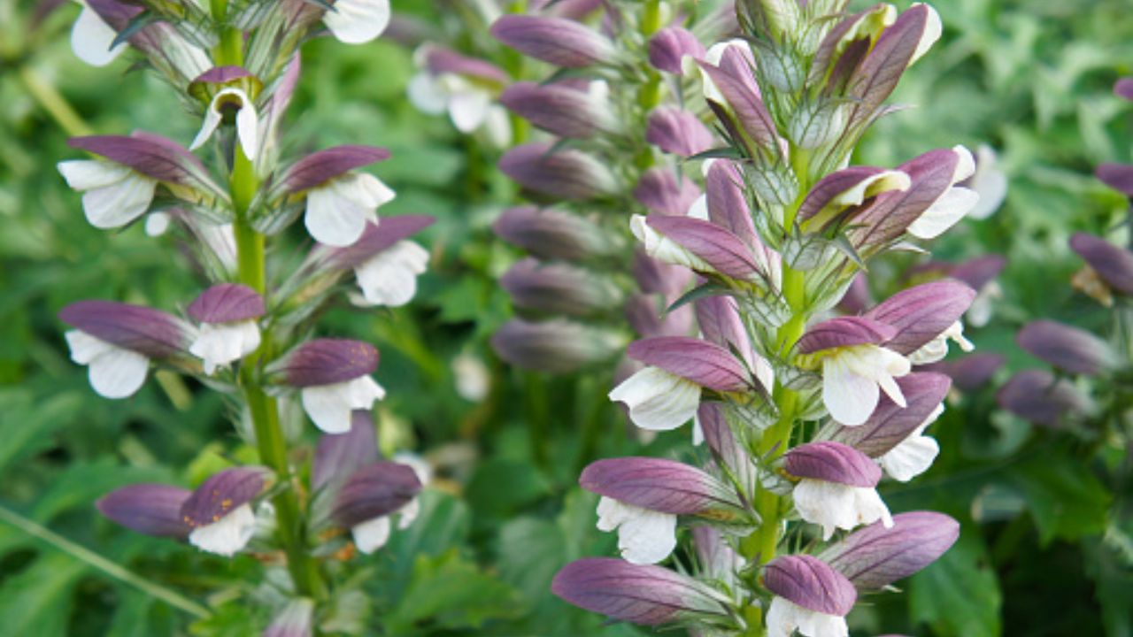 Acanthus mollis