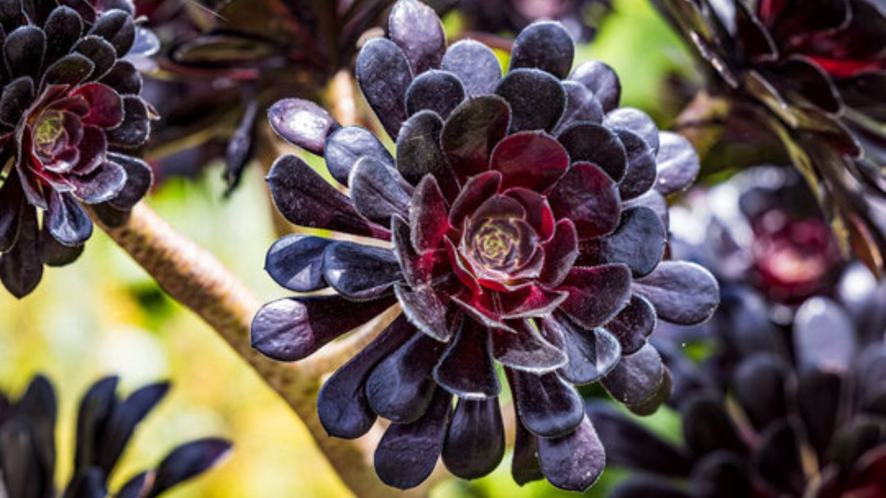 Aeonium black rose