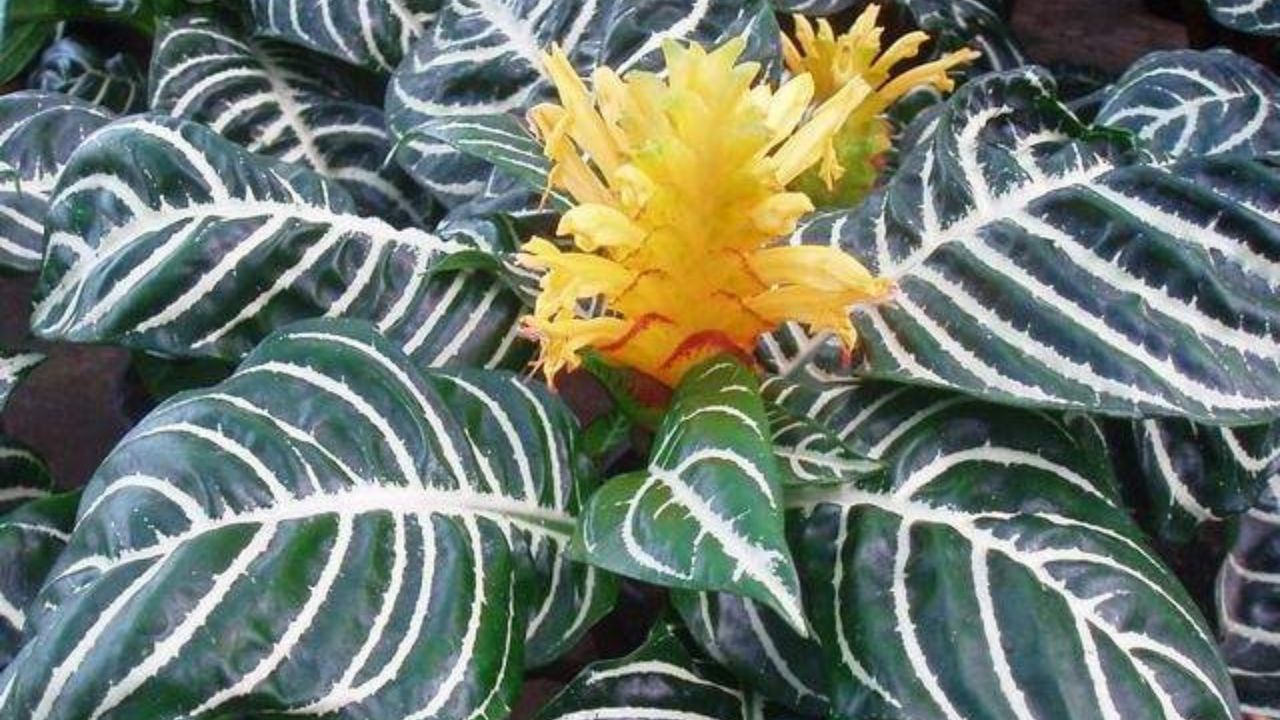 Aphelandra squarrosa