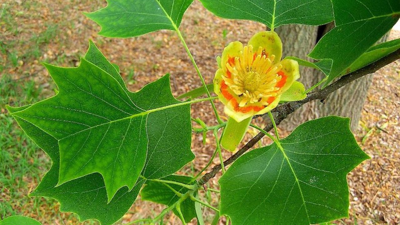 Albero dei tulipani