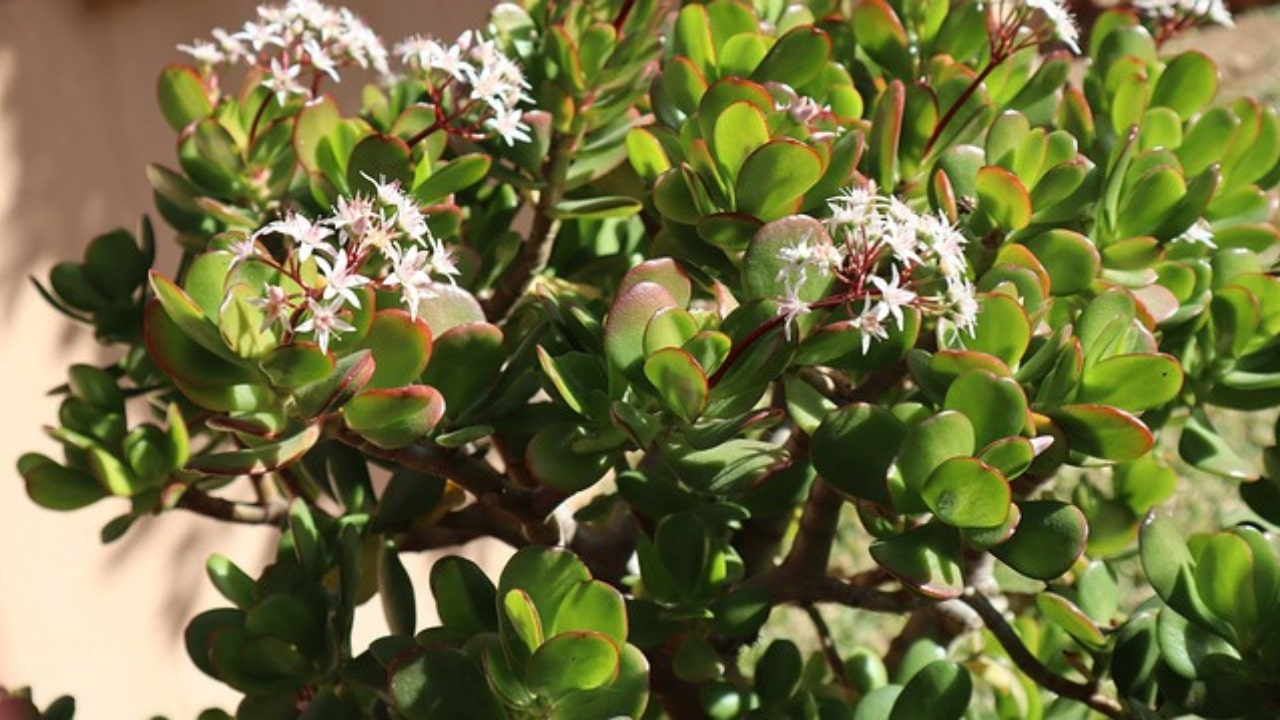 Fiori di albero di giada