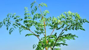 Moringa: ecco come e perché dovresti coltivarla nel tuo giardino