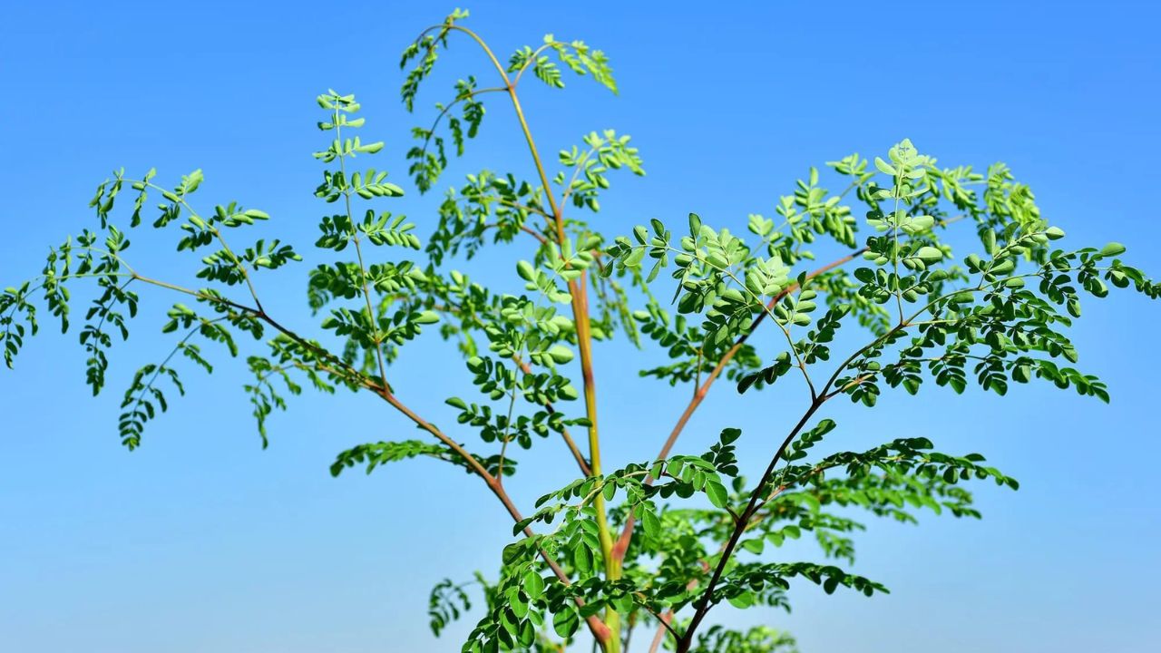 Albero di moringa