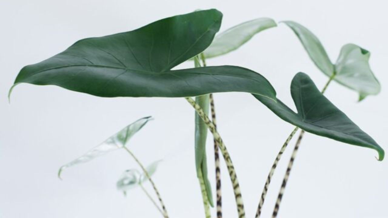 Alocasia zebrina