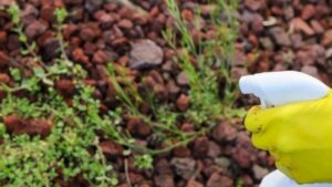 Il sapone di ammonio è un erbicida alternativo per i giardinieri?