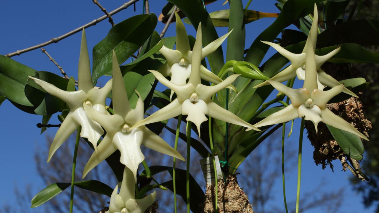 Angraecum sesquipedale