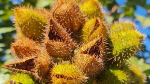 Annatto: tutto quello che volevi sapere su questo colorante estratto da una pianta dell’Amazzonia