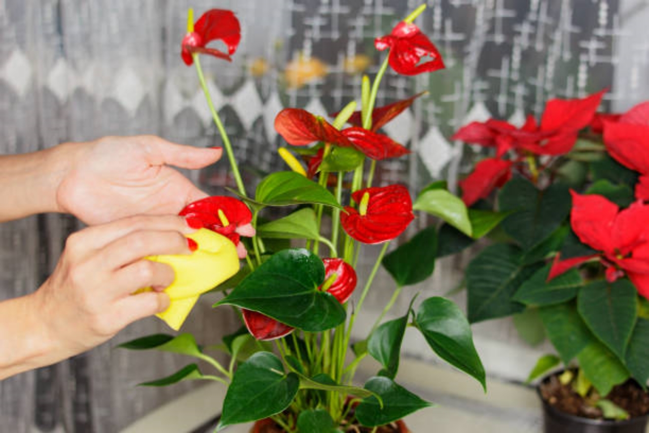 anthurium e fertilizzante