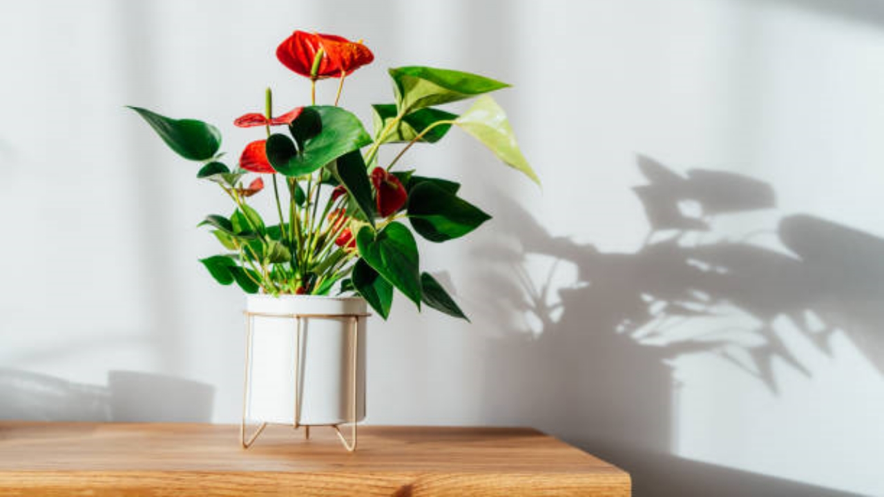 anthurium in casa