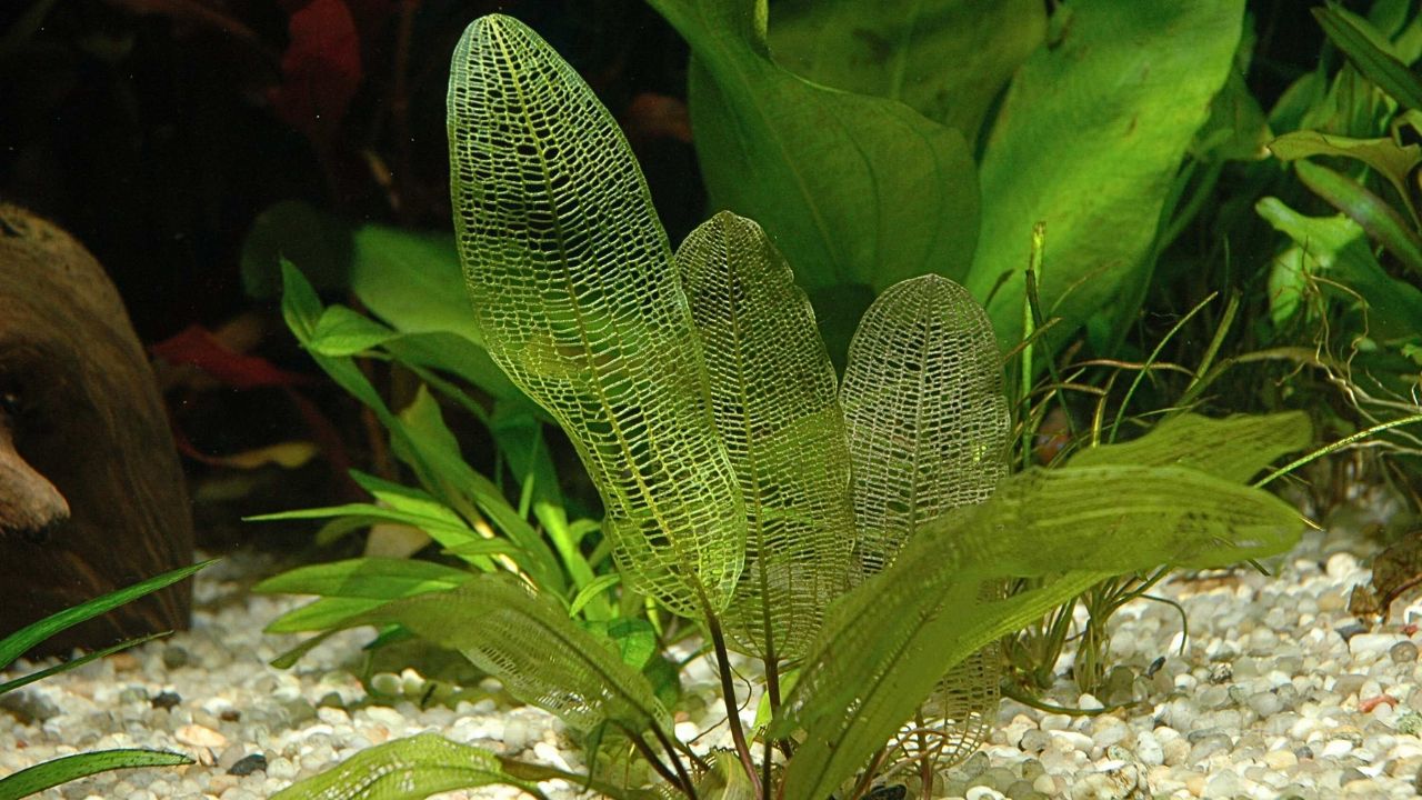 Aponogeton madagascariensis