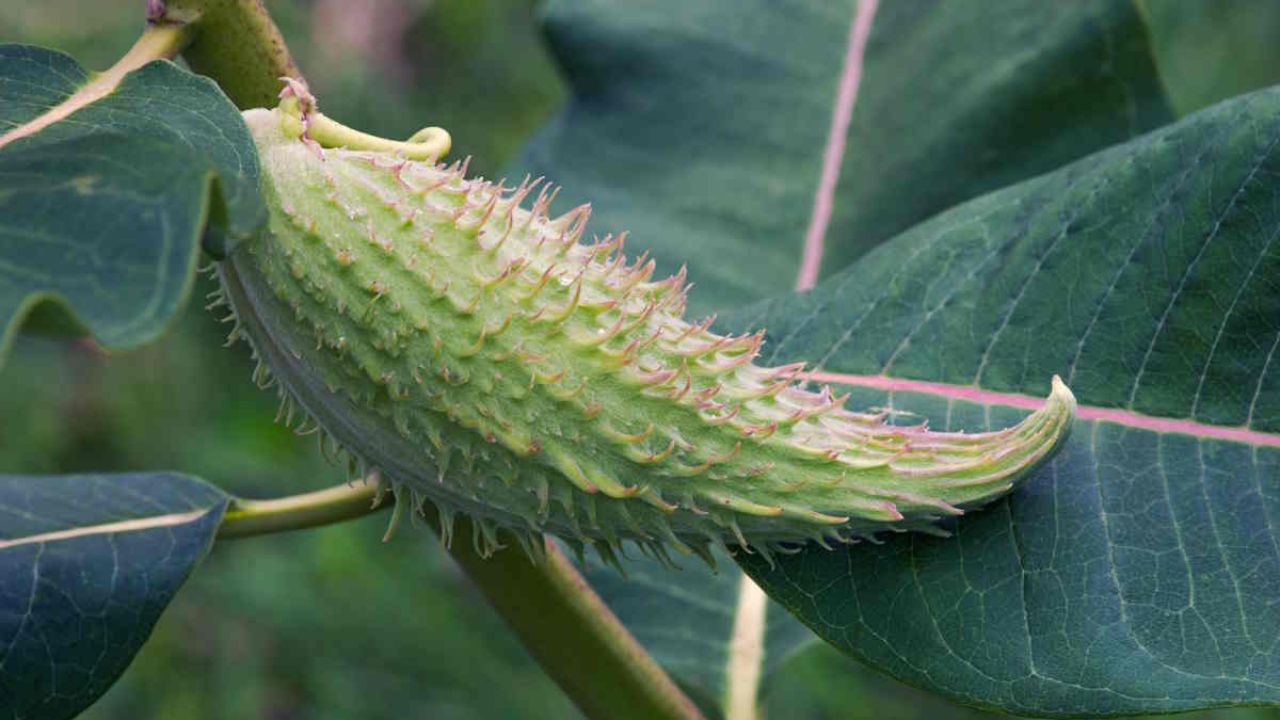 Asclepias syriaca