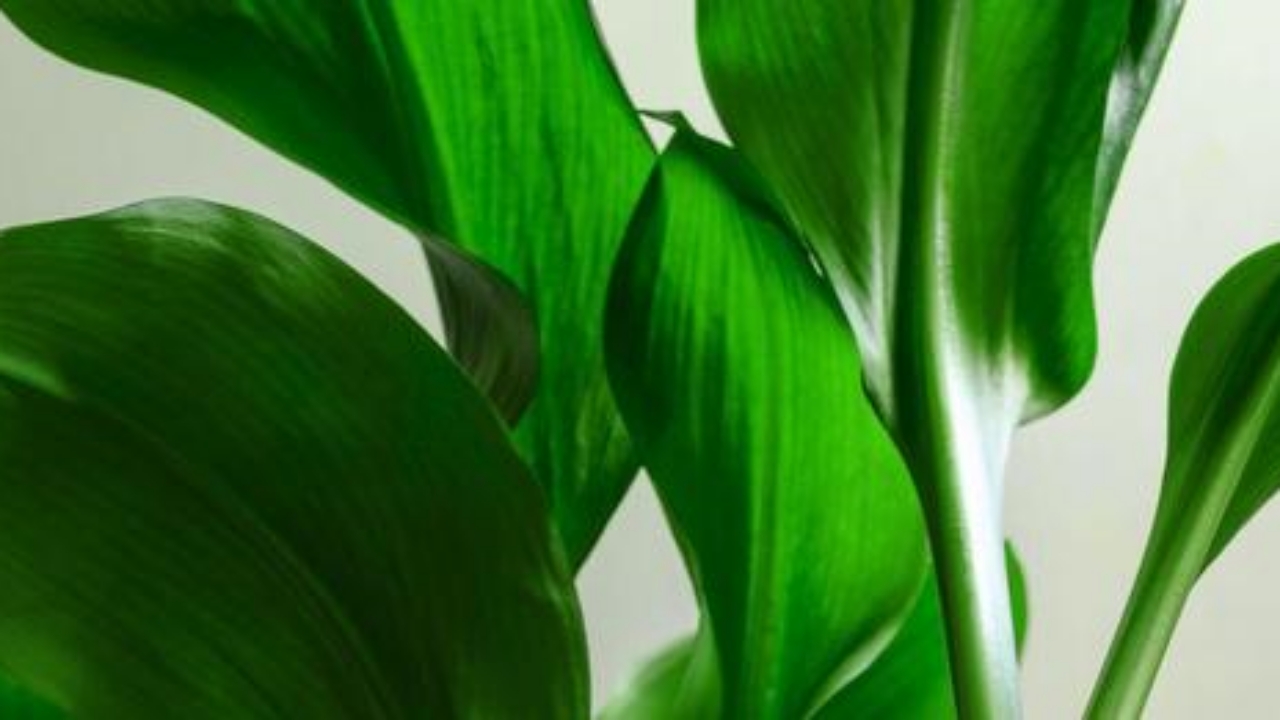 aspidistra in forma