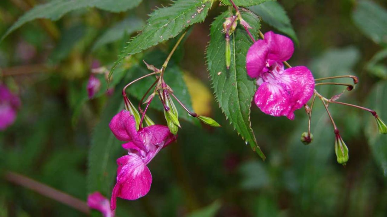 Balsamina ghiandolosa