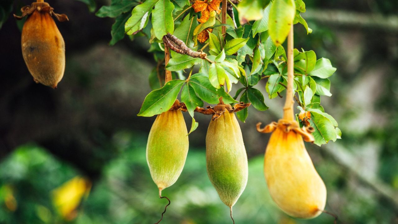 Frutto del baobab