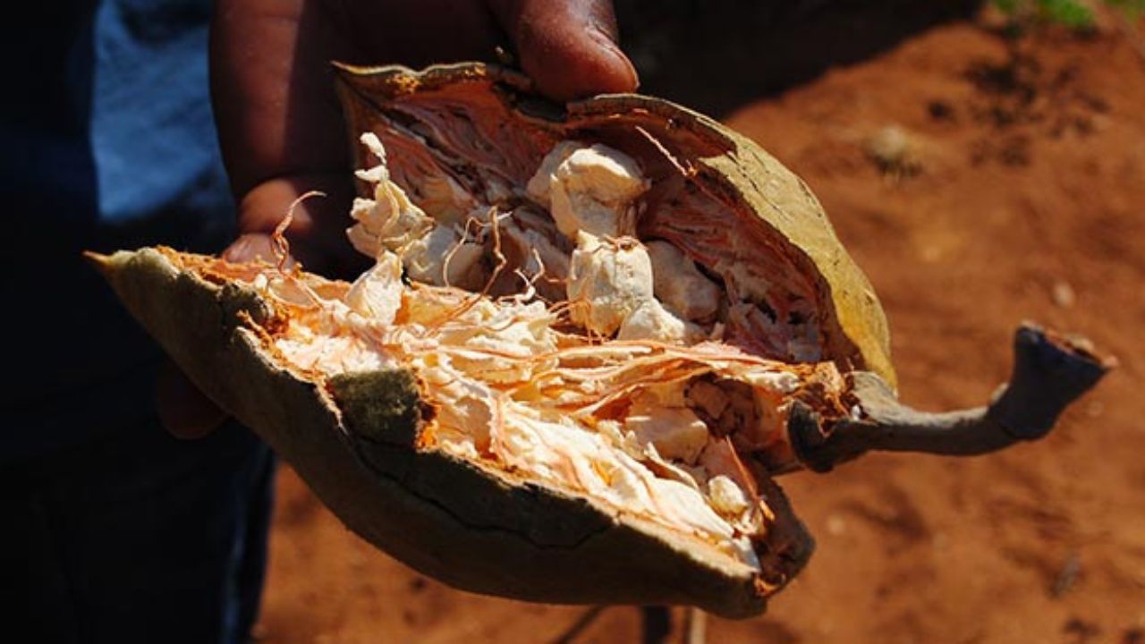 Frutto del baobab