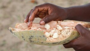 Frutto del baobab: caratteristiche e proprietà di questo frutto dagli effetti benefici