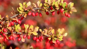 Berberis: tutto quello che c’è da sapere sulla spezia nota come crispino