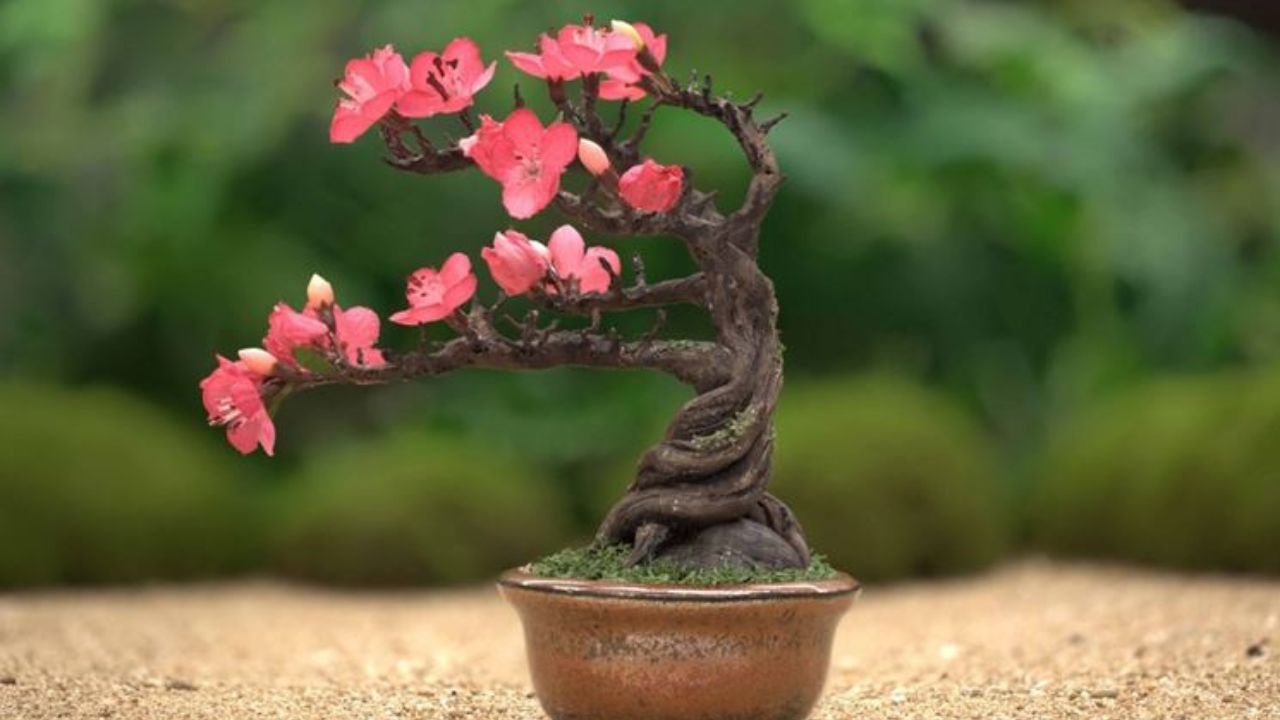 Bonsai