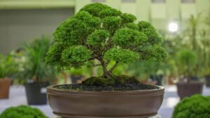 Come piantare e prendersi cura di un bonsai: ecco qualche consiglio per principianti