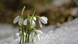 Bucaneve, caratteristiche e cura della pianta che “riporta la primavera”