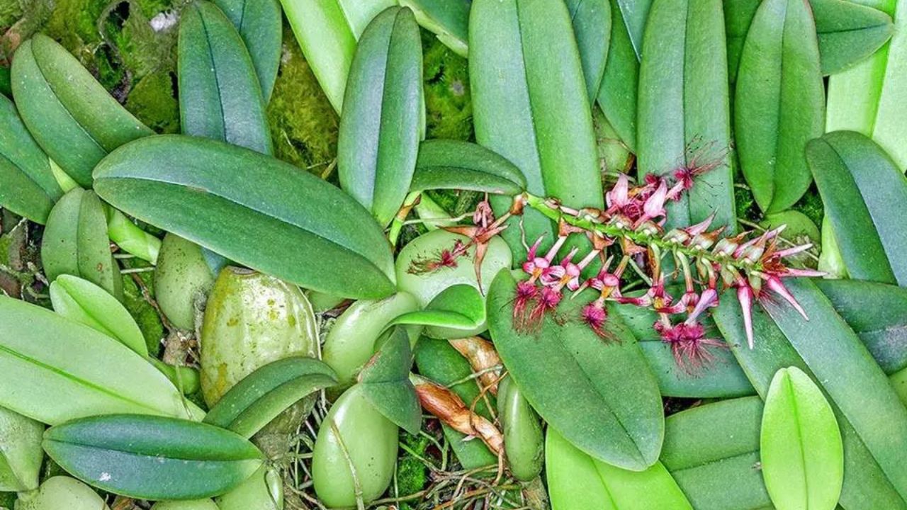 Bulbophyllum barbuto