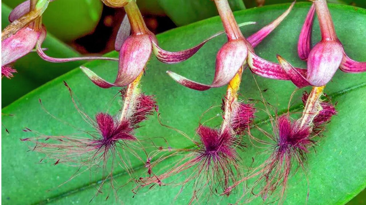 Bulbophyllum barbigerum