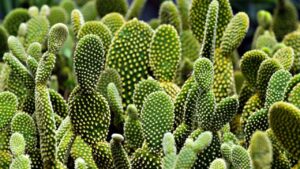 Tutte le curiosità sul cactus: la pianta grassa più conosciuta