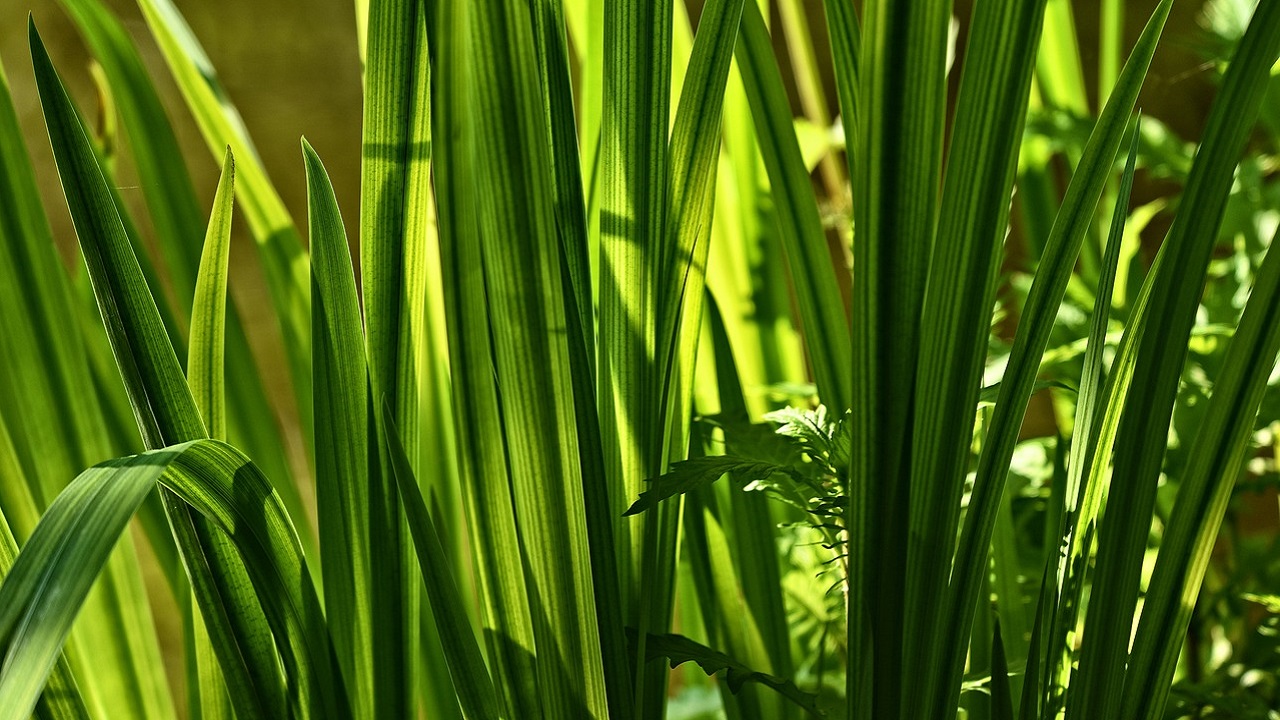 calamo aromatico