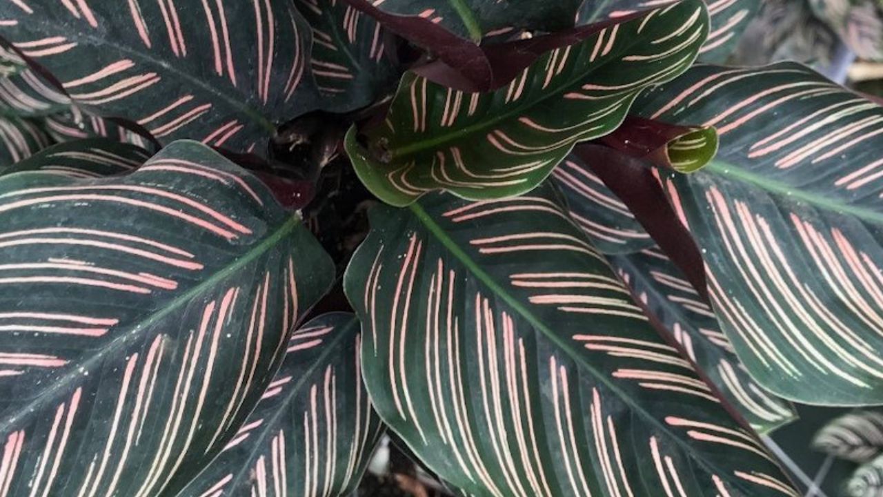 Calathea ornata sanderiana