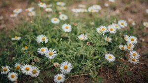 Camomilla: come coltivarla in vaso o in giardino