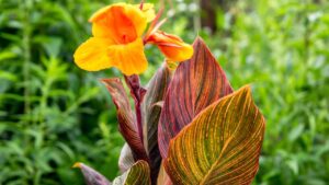 Canna indica Tropicanna: come prendersi cura della varietà più bella di canna da fiore