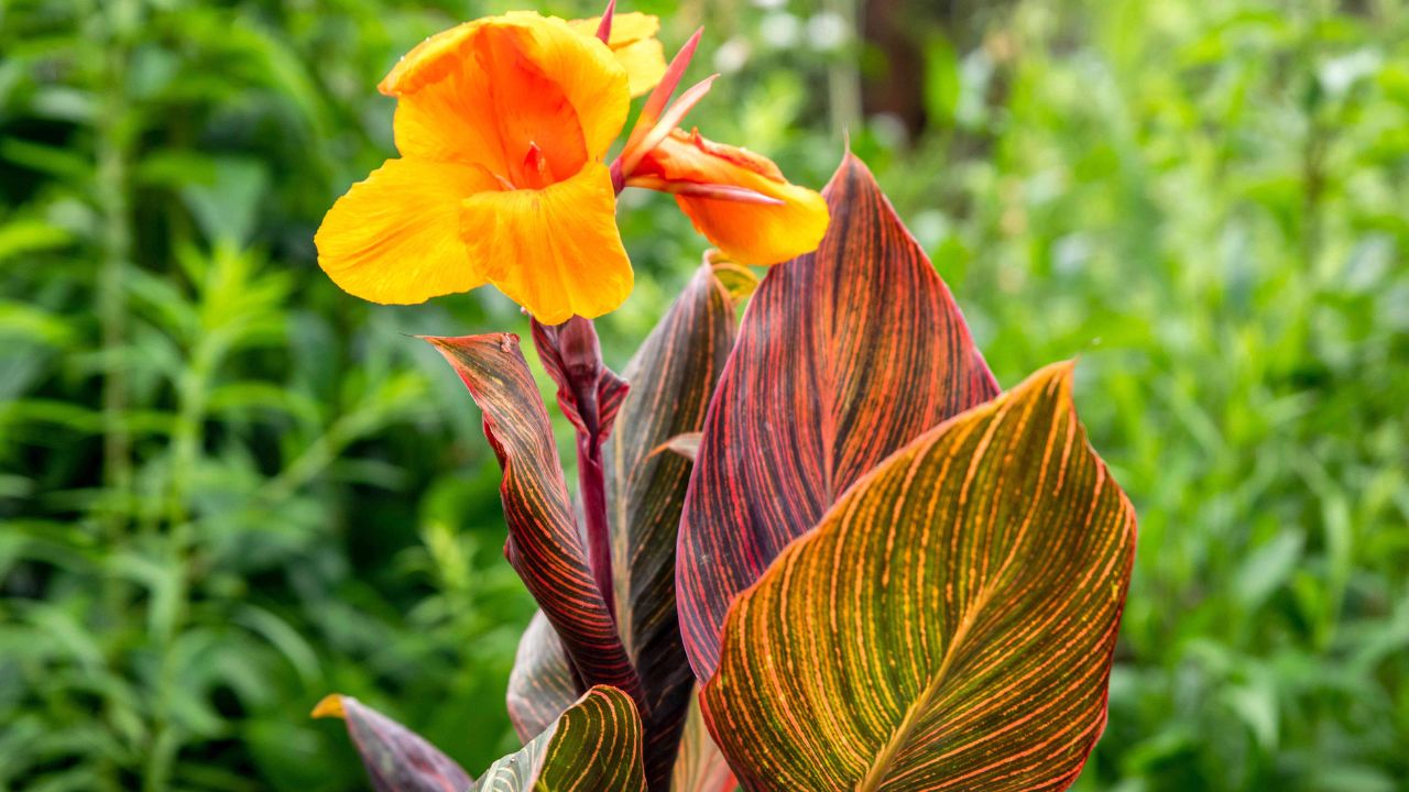 Canna indica tropicanna