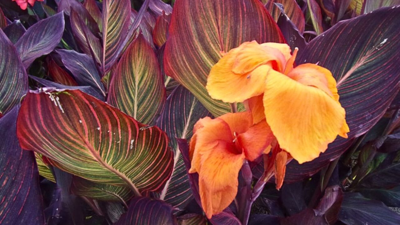 Canna indica tropicanna