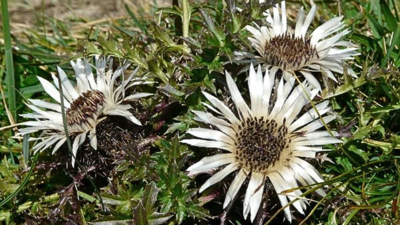 Carlina acaulis