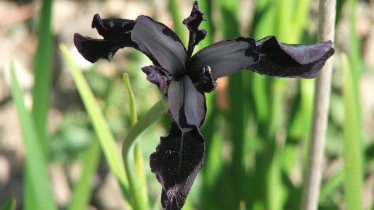 Iris Chrysographes black