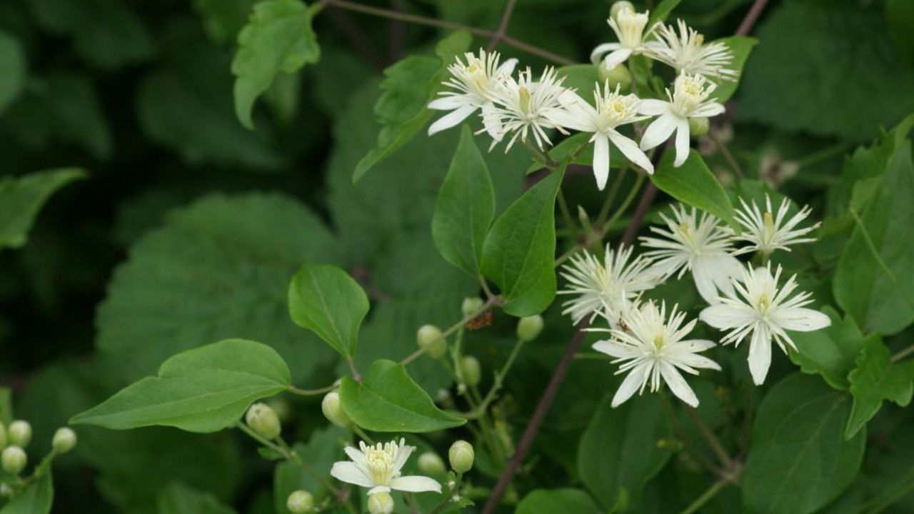 Clematis vitalba