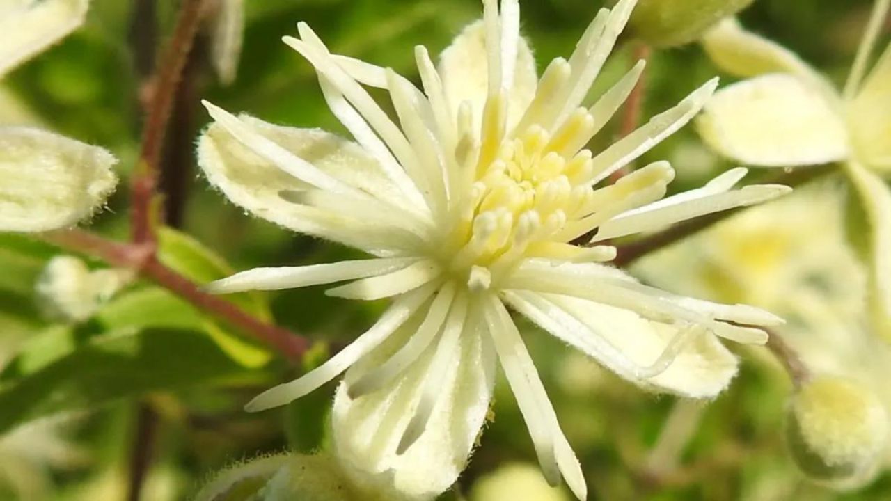 Clematis vitalba