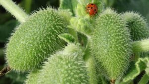 Cocomero asinino: scopri di più sul frutto che esplode