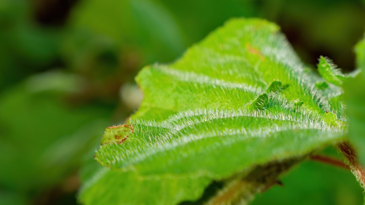 dendrocnide moroides